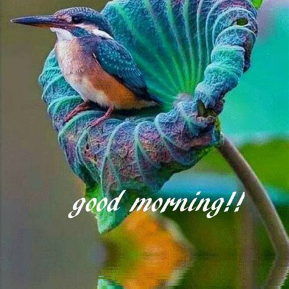 Meet your Posher, Zinat